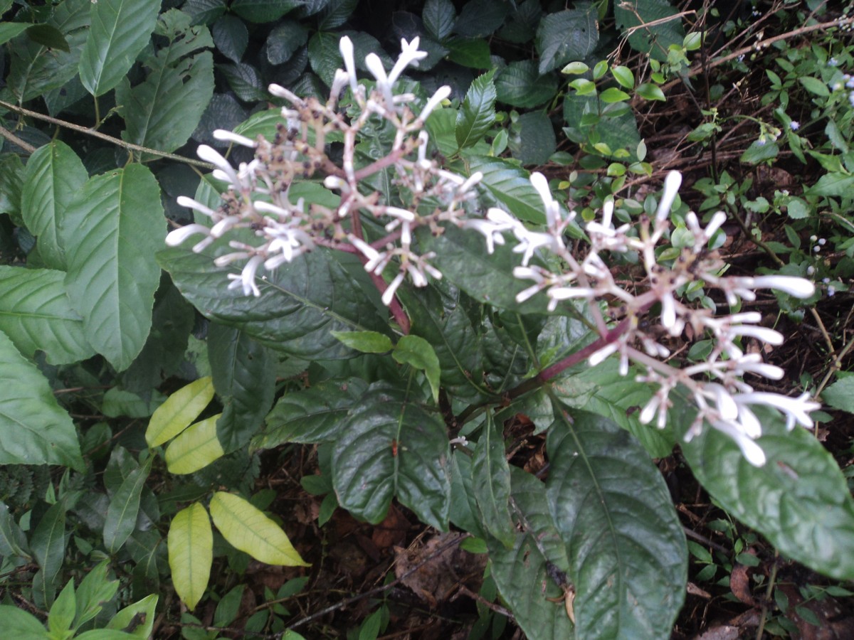 Chassalia curviflora (Wall.) Thwaites